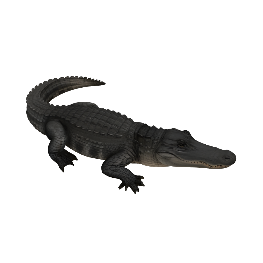Aligator 3D model (.fbx, .glb, .usdz)