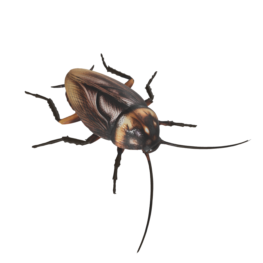Cucaracha 3D model (.glb)